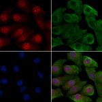 Phospho-p53 (Tyr327) Antibody in Immunocytochemistry (ICC/IF)