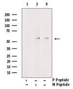 Phospho-p53 (Tyr327) Antibody in Western Blot (WB)