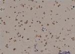 Phospho-p53 (Ser99) Antibody in Immunohistochemistry (Paraffin) (IHC (P))