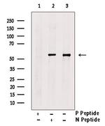 Phospho-p53 (Ser99) Antibody in Western Blot (WB)