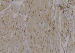 Phospho-ITGB1 (Tyr795) Antibody in Immunohistochemistry (Paraffin) (IHC (P))