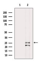 Phospho-eIF4E (Thr210) Antibody in Western Blot (WB)