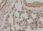 Phospho-NPM1 (Ser10) Antibody in Immunohistochemistry (Paraffin) (IHC (P))