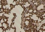 Phospho-EPRS (Tyr377) Antibody in Immunohistochemistry (Paraffin) (IHC (P))