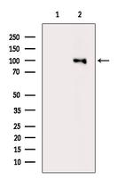 Phospho-HSP90 alpha (Tyr197) Antibody in Western Blot (WB)