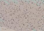 Phospho-HSP90 alpha (Tyr197) Antibody in Immunohistochemistry (Paraffin) (IHC (P))