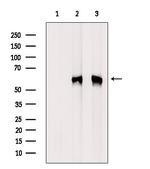 Phospho-HCK (Tyr522) Antibody in Western Blot (WB)