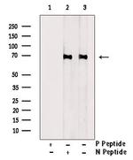 Phospho-A-Raf (Ser582) Antibody in Western Blot (WB)