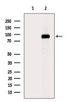 Phospho-EEF2 (Thr57) Antibody in Western Blot (WB)