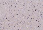 Phospho-EEF2 (Thr57) Antibody in Immunohistochemistry (Paraffin) (IHC (P))