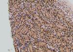 Phospho-TPT1 (Ser53) Antibody in Immunohistochemistry (Paraffin) (IHC (P))