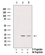 Phospho-TPT1 (Ser53) Antibody in Western Blot (WB)