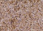 Phospho-p47phox (Ser304) Antibody in Immunohistochemistry (Paraffin) (IHC (P))