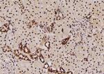 Phospho-p47phox (Ser304) Antibody in Immunohistochemistry (Paraffin) (IHC (P))