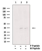 Phospho-MYOD (Thr115) Antibody in Western Blot (WB)