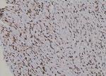 Phospho-UBF-1 (Thr117) Antibody in Immunohistochemistry (Paraffin) (IHC (P))