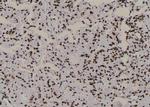 Phospho-JunD (Ser259) Antibody in Immunohistochemistry (Paraffin) (IHC (P))