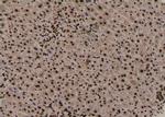 Phospho-JunD (Ser259) Antibody in Immunohistochemistry (Paraffin) (IHC (P))