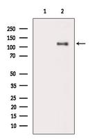 Phospho-Vinculin (Tyr692) Antibody in Western Blot (WB)