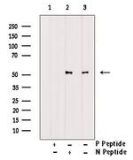 Phospho-GABRB1 (Ser409) Antibody in Western Blot (WB)