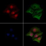 Phospho-ATF1 (Ser198) Antibody in Immunocytochemistry (ICC/IF)