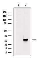 Phospho-ATF1 (Ser198) Antibody in Western Blot (WB)