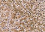 Phospho-eIF2 beta (Tyr298) Antibody in Immunohistochemistry (Paraffin) (IHC (P))