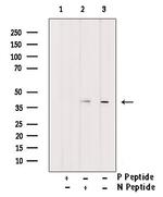 Phospho-eIF2 beta (Tyr298) Antibody in Western Blot (WB)