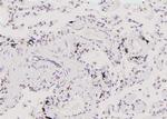 Phospho-Bcl-3 (Ser41) Antibody in Immunohistochemistry (Paraffin) (IHC (P))