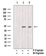 Phospho-Bcl-3 (Ser41) Antibody in Western Blot (WB)