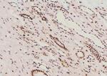 Phospho-MAK (Thr157) Antibody in Immunohistochemistry (Paraffin) (IHC (P))