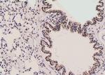 Phospho-MAK (Thr157) Antibody in Immunohistochemistry (Paraffin) (IHC (P))