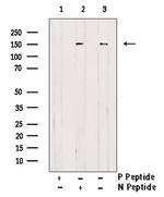 Phospho-ErbB3 (Tyr1197) Antibody in Western Blot (WB)