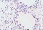 Phospho-c-Cbl (Ser804) Antibody in Immunohistochemistry (Paraffin) (IHC (P))