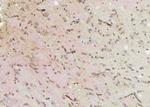 Phospho-c-Cbl (Ser767) Antibody in Immunohistochemistry (Paraffin) (IHC (P))