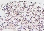 Phospho-GATA2 (Ser401) Antibody in Immunohistochemistry (Paraffin) (IHC (P))