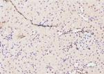 Phospho-GATA2 (Ser401) Antibody in Immunohistochemistry (Paraffin) (IHC (P))