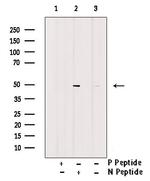 Phospho-GATA3 (Ser369) Antibody in Western Blot (WB)