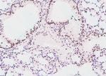 Phospho-RNA pol II CTD (Ser2, Ser5) Antibody in Immunohistochemistry (Paraffin) (IHC (P))