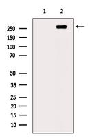 Phospho-RNA pol II CTD (Ser2, Ser5) Antibody in Western Blot (WB)