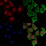 Phospho-CDK1 (Tyr15) Antibody in Immunocytochemistry (ICC/IF)