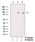 Phospho-MCM3 (Ser160) Antibody in Western Blot (WB)