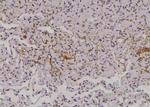 Phospho-EphA2 (Thr587) Antibody in Immunohistochemistry (Paraffin) (IHC (P))