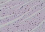 Phospho-SHP-1 (Ser534) Antibody in Immunohistochemistry (Paraffin) (IHC (P))