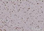 Phospho-SHP-1 (Ser534) Antibody in Immunohistochemistry (Paraffin) (IHC (P))