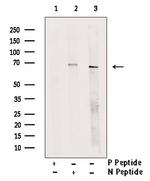 Phospho-SHP-1 (Ser534) Antibody in Western Blot (WB)