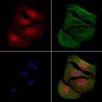 Phospho-SHP-1 (Ser534) Antibody in Immunocytochemistry (ICC/IF)