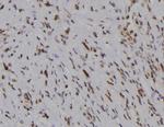 Phospho-WEE1 (Ser139) Antibody in Immunohistochemistry (Paraffin) (IHC (P))