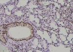 Phospho-WEE1 (Ser139) Antibody in Immunohistochemistry (Paraffin) (IHC (P))