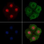 Phospho-WEE1 (Ser139) Antibody in Immunocytochemistry (ICC/IF)